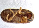 Cryphalus sp_Gnetum_gnemonoides 13551