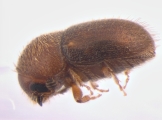 Cryphalus sp_Gnetum_gnemonoides 13646