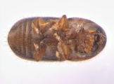 Cryphalus sp_Gnetum_gnemonoides 13646