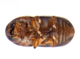 Cryphalus sp_Gnetum_gnemonoides 13646