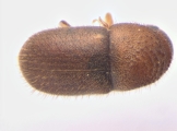 Cryphalus sp_Gnetum_gnemonoides 13646
