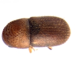 Cryphalus sp_Gnetum_gnemonoides 13646