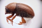 Cryphalus spp 15074
