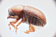 Cryphalus spp 15074