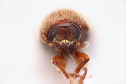 Cryphalus spp 15074