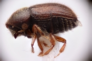 Cryphalus spp 15075