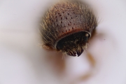 Cryphalus spp 15075