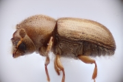 Cryphalus spp 12722