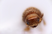 Cryphalus spp 12722