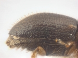 Cryphalus bicolor 13707