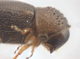 Cryphalus bicolor 13707
