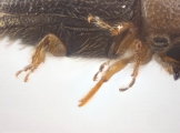 Cryphalus bicolor 13707
