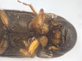 Cryphalus bicolor 13707
