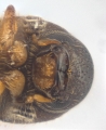 Cryphalus bicolor 13707