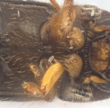 Cryphalus bicolor 13707
