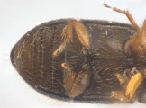 Cryphalus bicolor 13707