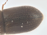 Cryphalus bicolor 13707