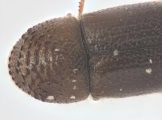 Cryphalus bicolor 13707