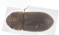 Cryphalus bicolor 13707