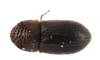 Cryphalus bicolor 13707