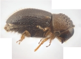 Cryphalus bicolor 13707