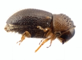 Cryphalus bicolor 13707