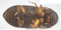 Cryphalus bicolor 13707