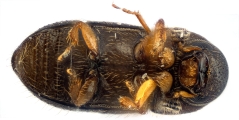 Cryphalus bicolor 13707