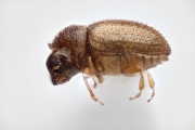 Cryphalus spp 14862