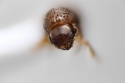 Cryphalus spp 14862