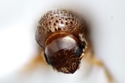 Cryphalus spp 14862