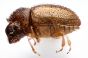 Cryphalus spp 14862