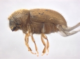 Cryphalus sp2029_SA 13686