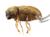 Cryphalus sp2029_SA 13686
