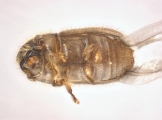 Cryphalus sp2029_SA 13686