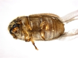 Cryphalus sp2029_SA 13686