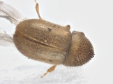 Cryphalus sp2029_SA 13686
