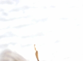 Cryphalus sp2029_SA 13686