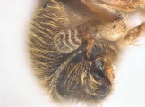 Cryphalus sp2029_SA 13686
