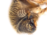 Cryphalus sp2029_SA 13686