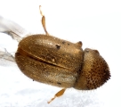 Cryphalus sp2029_SA 13686