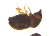 Cryphalus sp2032_SpurOnFemur 14469