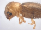 Cryphalus sp1937_Tiny 13704