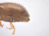 Cryphalus sp1937_Tiny 13704