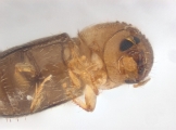 Cryphalus sp1937_Tiny 13704