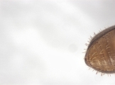 Cryphalus sp1937_Tiny 13704