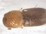 Cryphalus sp1937_Tiny 13704