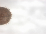 Cryphalus sp1937_Tiny 13704