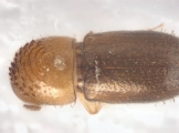 Cryphalus sp1937_Tiny 13704