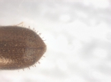 Cryphalus sp1937_Tiny 13704